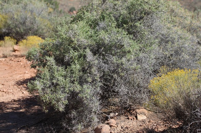 a bushy shrub with narrow green leaves