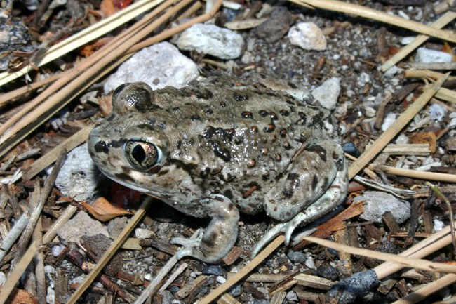 Olive-tan frog with black and red bumps and big round eyes with black diamonds in the center.