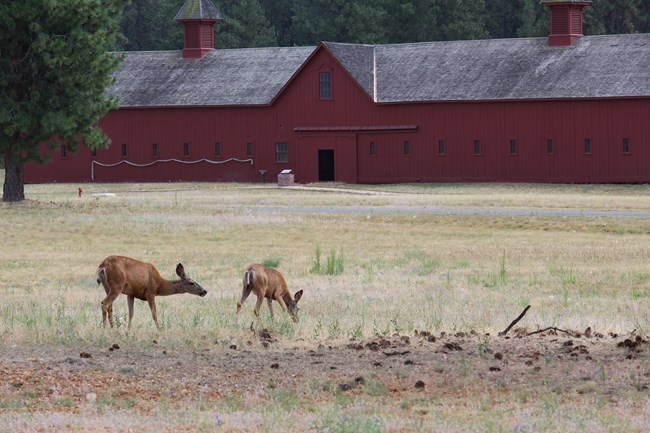 A doe and a yearling deer are in front of a large red building