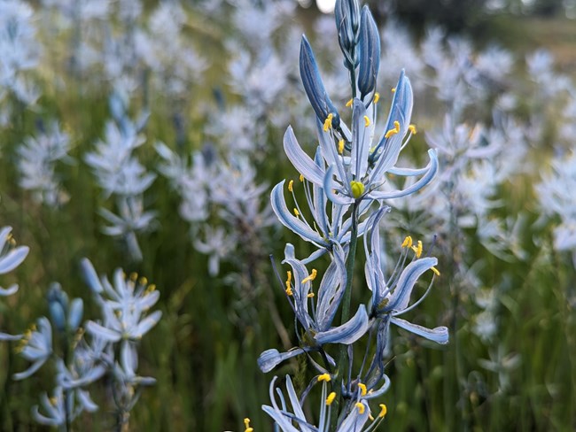 Camas Flowers grow in a grassy field.