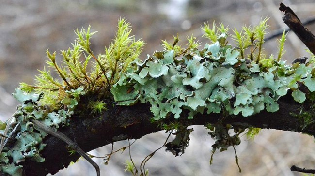 A close up branch with light green lichen with some moss also growing on the branch
