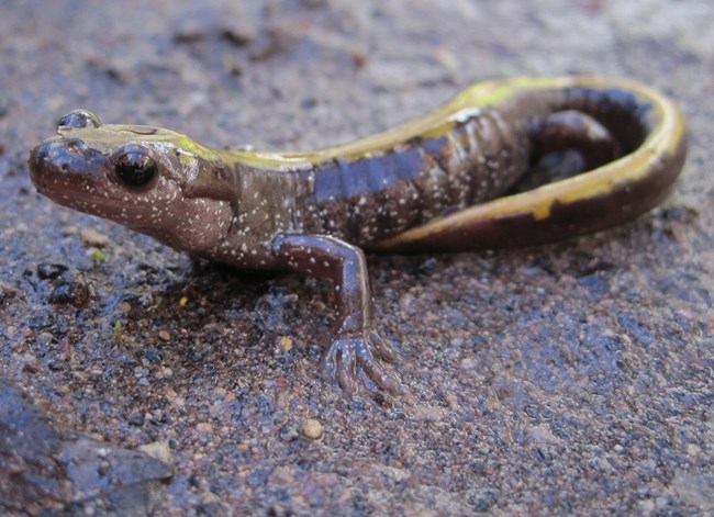 Slimy brown salamander with white spots and black eyes.