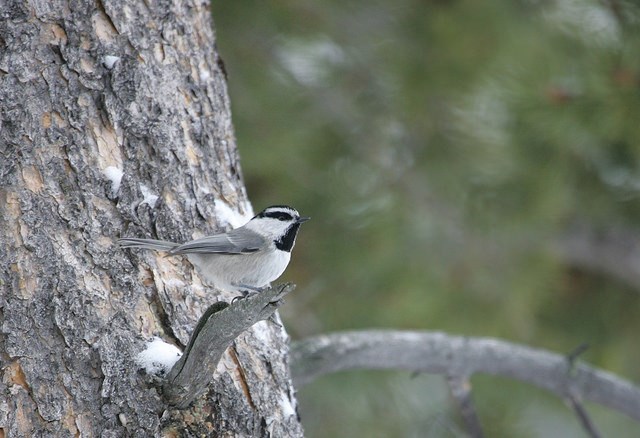 Mountain chickadee sitting on side branch of tree which has a few small patches of snow on it.