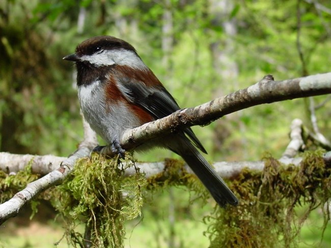 small black and white mountain chickadee sits on a branch with lichen hanging down from the branch.