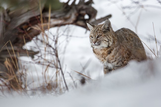 a bobcat sits in snow