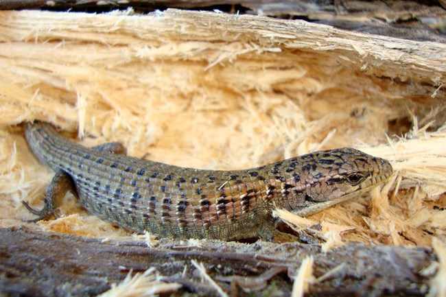 Tan lizard with patterned black scales rests on a shredded piece of bark.