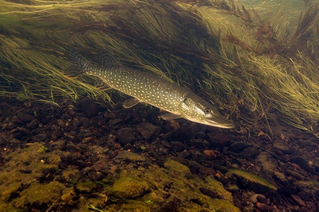 Olive green long fish with yellow speckles swims underwater near flowing grasses.