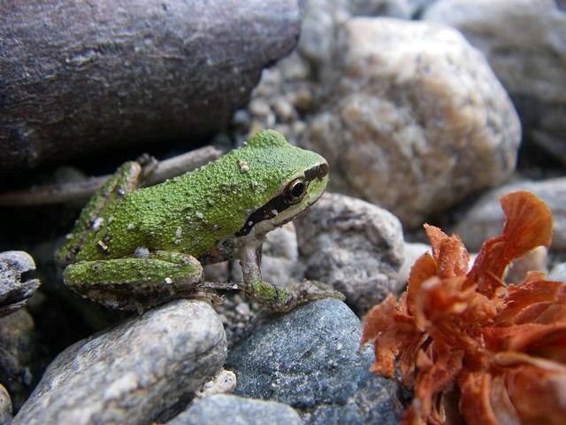 Bumpy medium green frog with black stripes along face sits on small rocks.