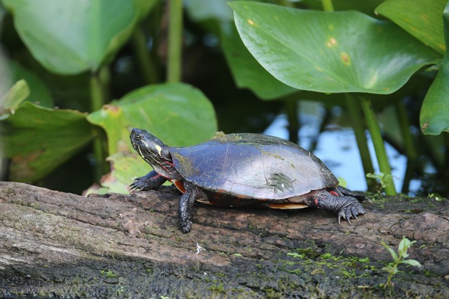 Shiny black turtle with yellow and red markings on its neck and legs sits on a log.