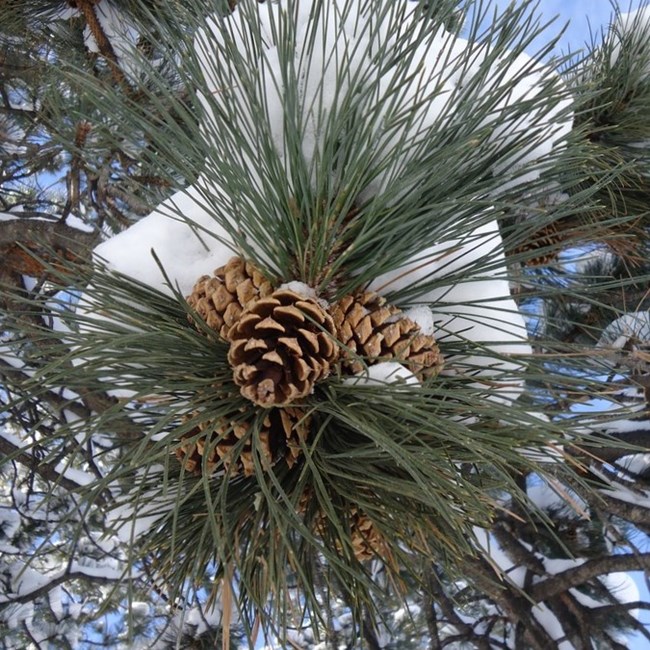 A  ponderosa pinecone with long needles behind it covered in snow droops in front of the camera.