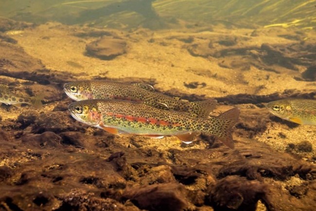 Two speckled brown fish with a red horizontal band swim together underwater.