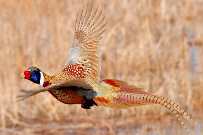 a male ring-necked pheasant shows off colorful and elaborate plumage while flying low over a grassy fild
