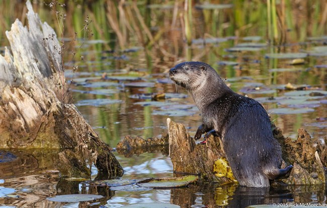 The otter’s back is to the camera and its head is turned to look left. Its fur is shiny from the beads of water on it.