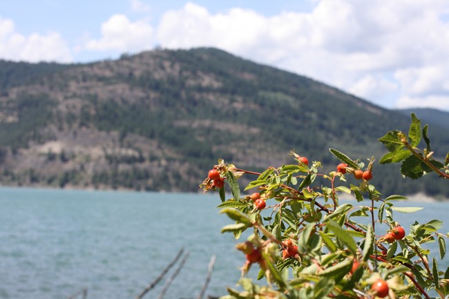 red rosehips in the foreground of a shoreline with mountains in the distant shoreline
