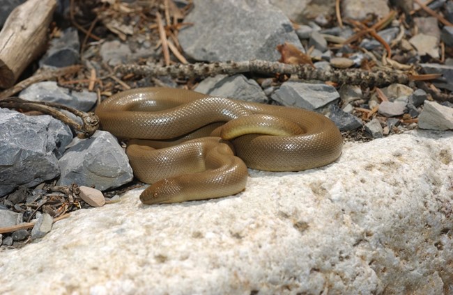 A slick rubber looking light brown snake is coiled on a gray rock.