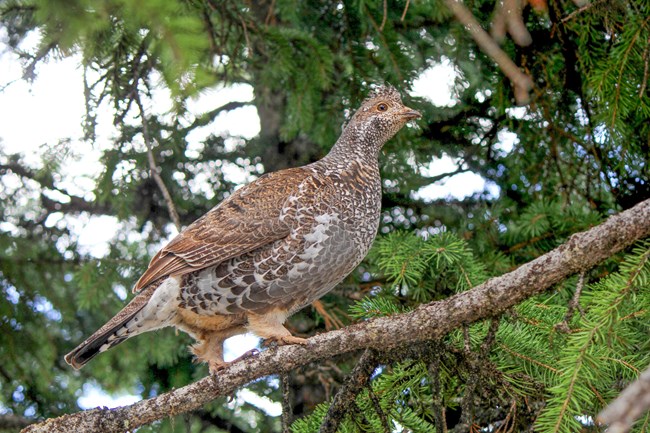 a ruffed grouse sits in a tree