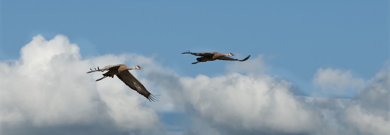 two sandhill cranes fly against an open blue sly