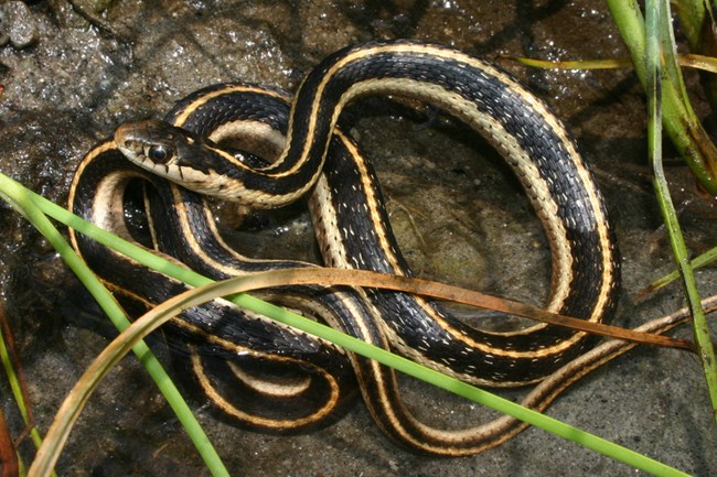 Black snake with tan elongated stripes is coiled up between green stems.