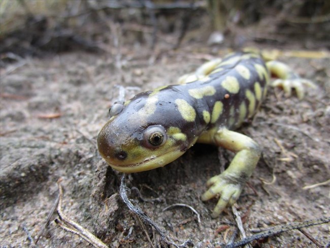 Black salamander with yellow round irregular markings walks towards the camera.