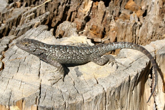 Gray lizard with shiny light blue scales sits on top of a stump.