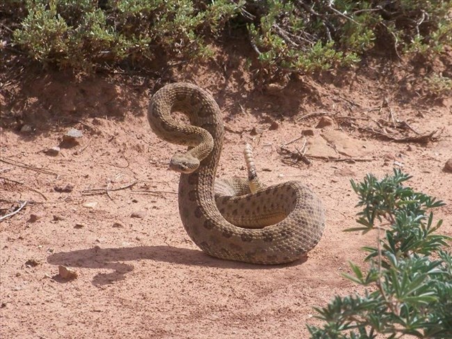 A tan rattlesnake with light brown spots is in action, rattle pointed upwards, and head ready to strike.