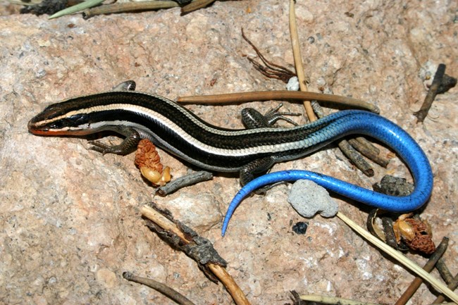 Black and white striped long lizard with a bright blue tail.