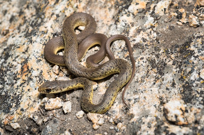 Tan slender snake with black spots and a yellow underbelly sits upon a gray speckled rock.