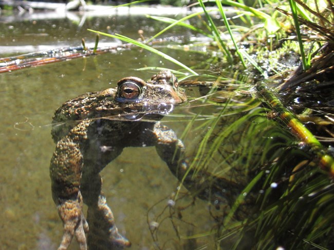 Grown and bumpy toad hovers at the water surface, magnifying its legs underwater.