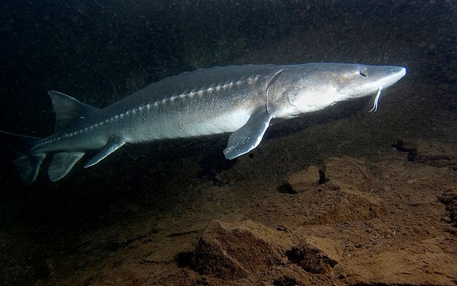 Gray and silver fish with bumps down its side and whiskers  swims underwater in profile view.