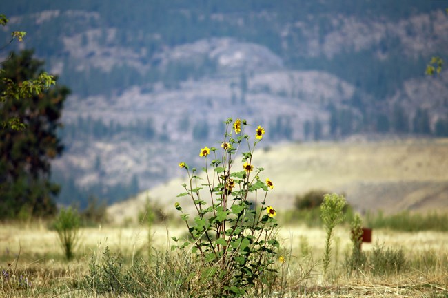 Tall stems of sunflowers grow in the center of a grassy field.