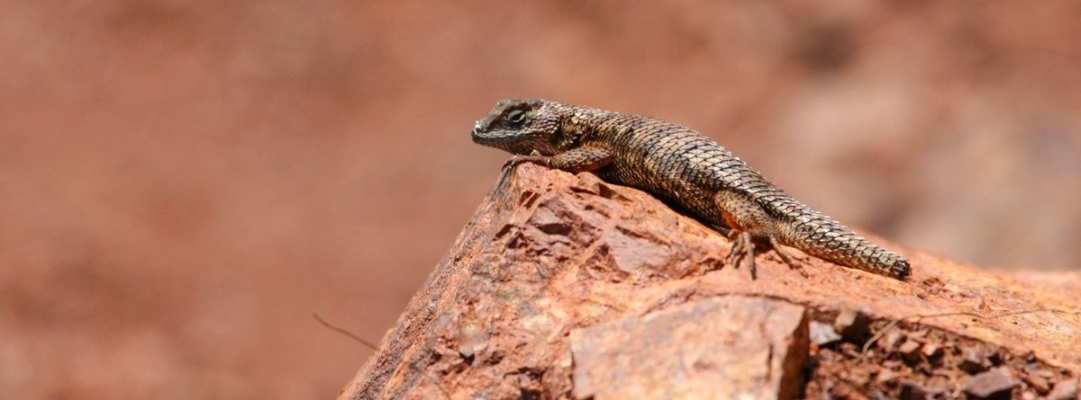 Tan and brown lizard with diamond shaped scales sits upon a red rock.