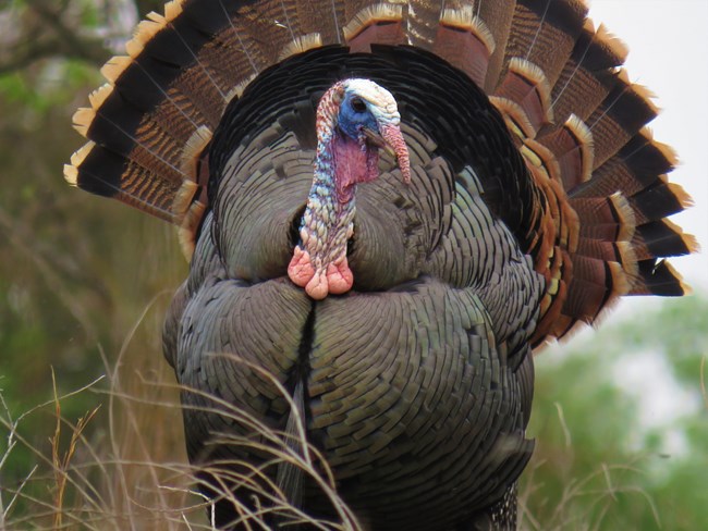 Front profile of a turkey