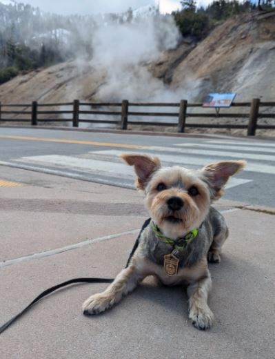 Dog following the "B.A.R.K. Code" by sitting on a paved sidewalk with Sulphur Works in the background