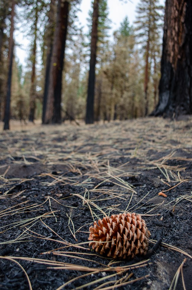 Zoomed in photo of a pine cone laying on dark soil and surrounded by dead pine needles. Blurry charred pine trees stand in the background.