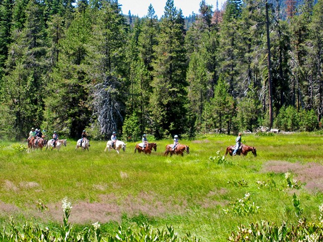 a line of horseback riders in a field, pine trees behind