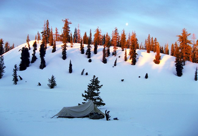 a small tent on a snowy field, with pine trees and moon in the background