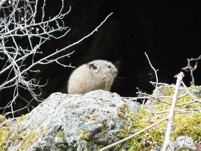 a pika (small, rotund gray mammal) sitting on a rock