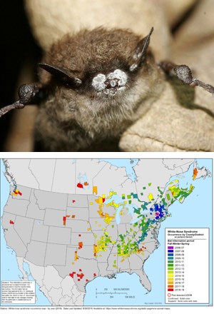 Two stacked images. Top image small brown bat with white fungus on its nose and mouth. Bottom image map with colors indicating presence of white nose syndrome in the US