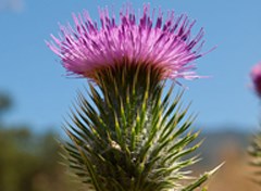 Bull thistle, flowering
