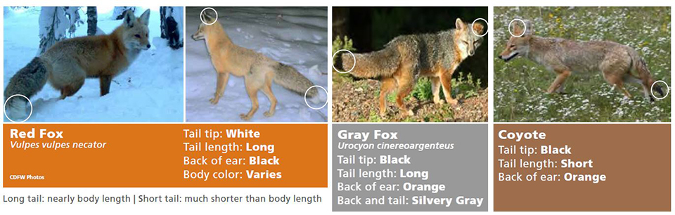 Graphic identifying physical difference between red fox, gray fox, and coyote