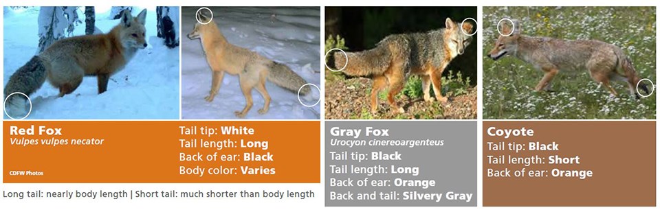 Graphic identifying physical difference between red fox, gray fox, and coyote