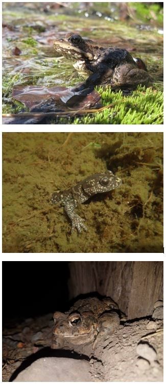 Amphibians of Lassen Cascades frog, long-toed salamander, and western toad.