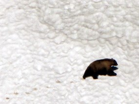 A black bear crosses a snow field in search of food