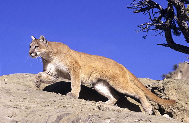 a mountain lion striding across a stone ridge, blue sky behind