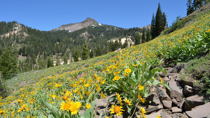 Mules ear bloom below Mt. Diller
