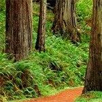 Walking path through Redwood trees