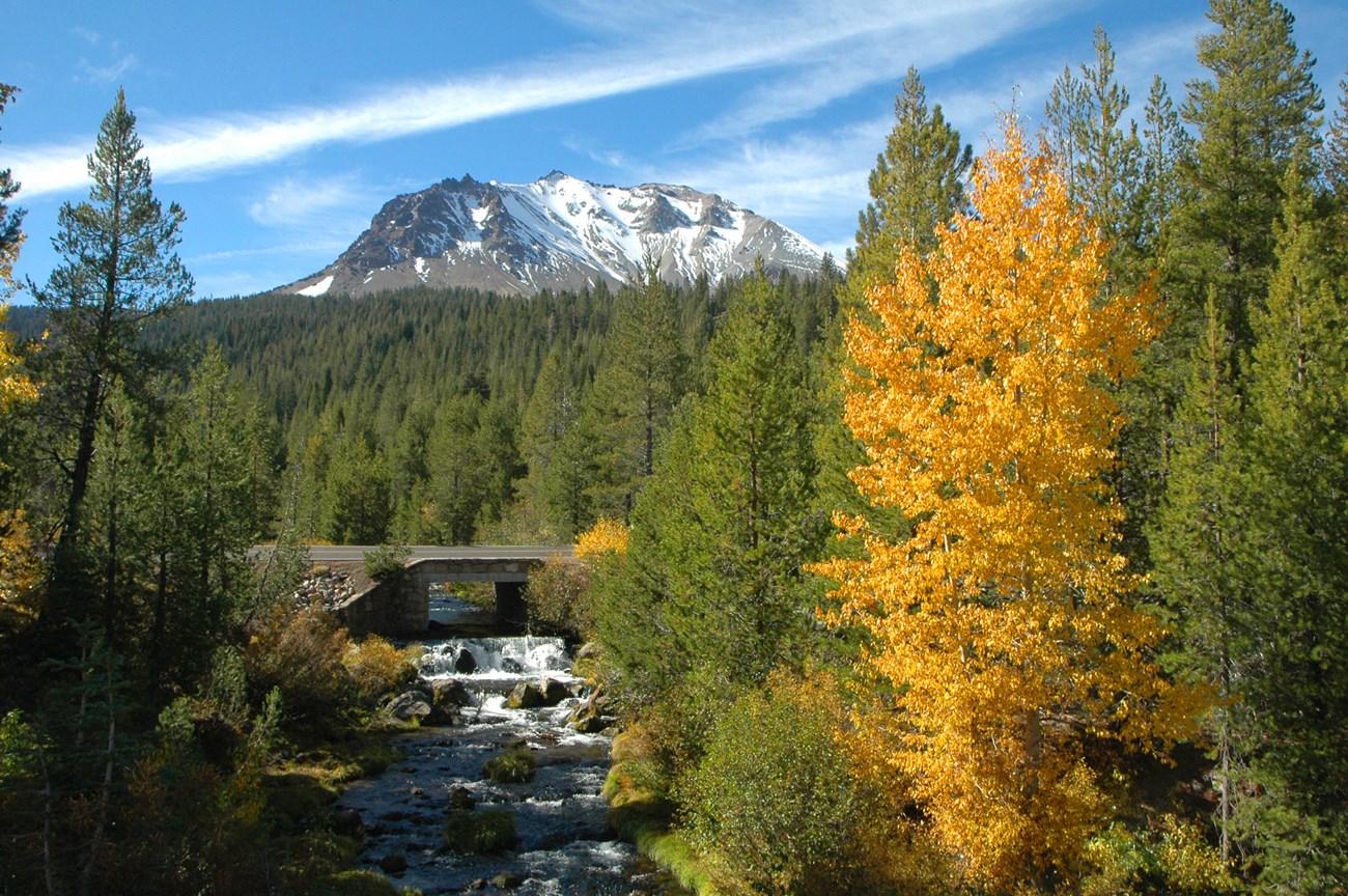 a yellow tree stands out against green pines by a creek, snow peak in the background