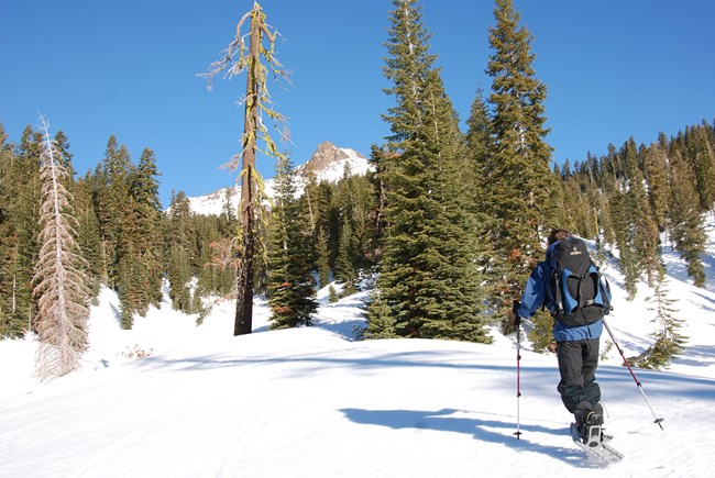 a snowshoer among pine trees with a snowy mountain in background