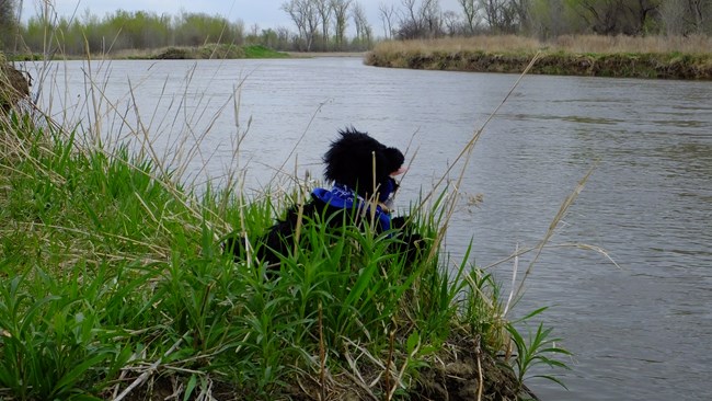 stuffed pup near river