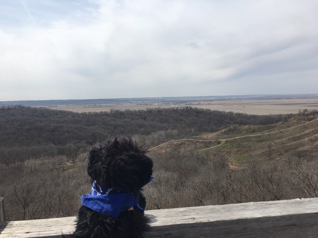 stuffed pup overlooking  river valley